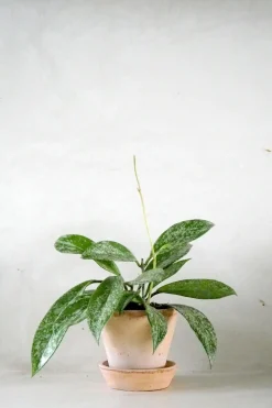 Hoya Silverspot