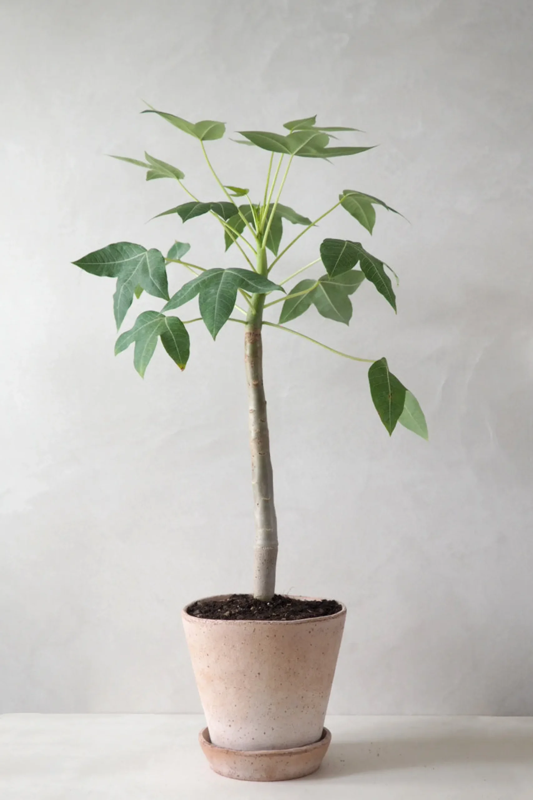 Jatropha Mahafalensis