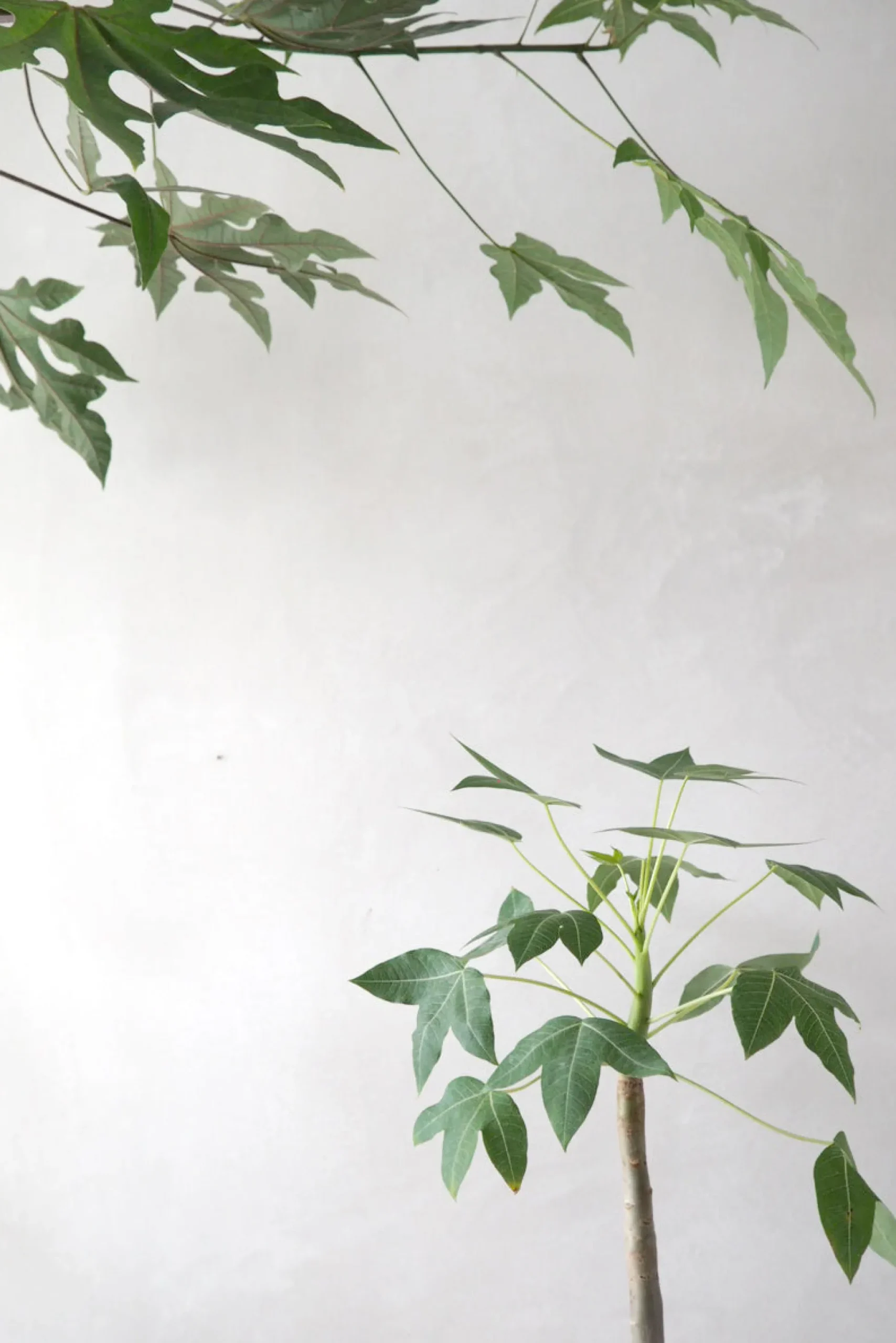 Jatropha Mahafalensis