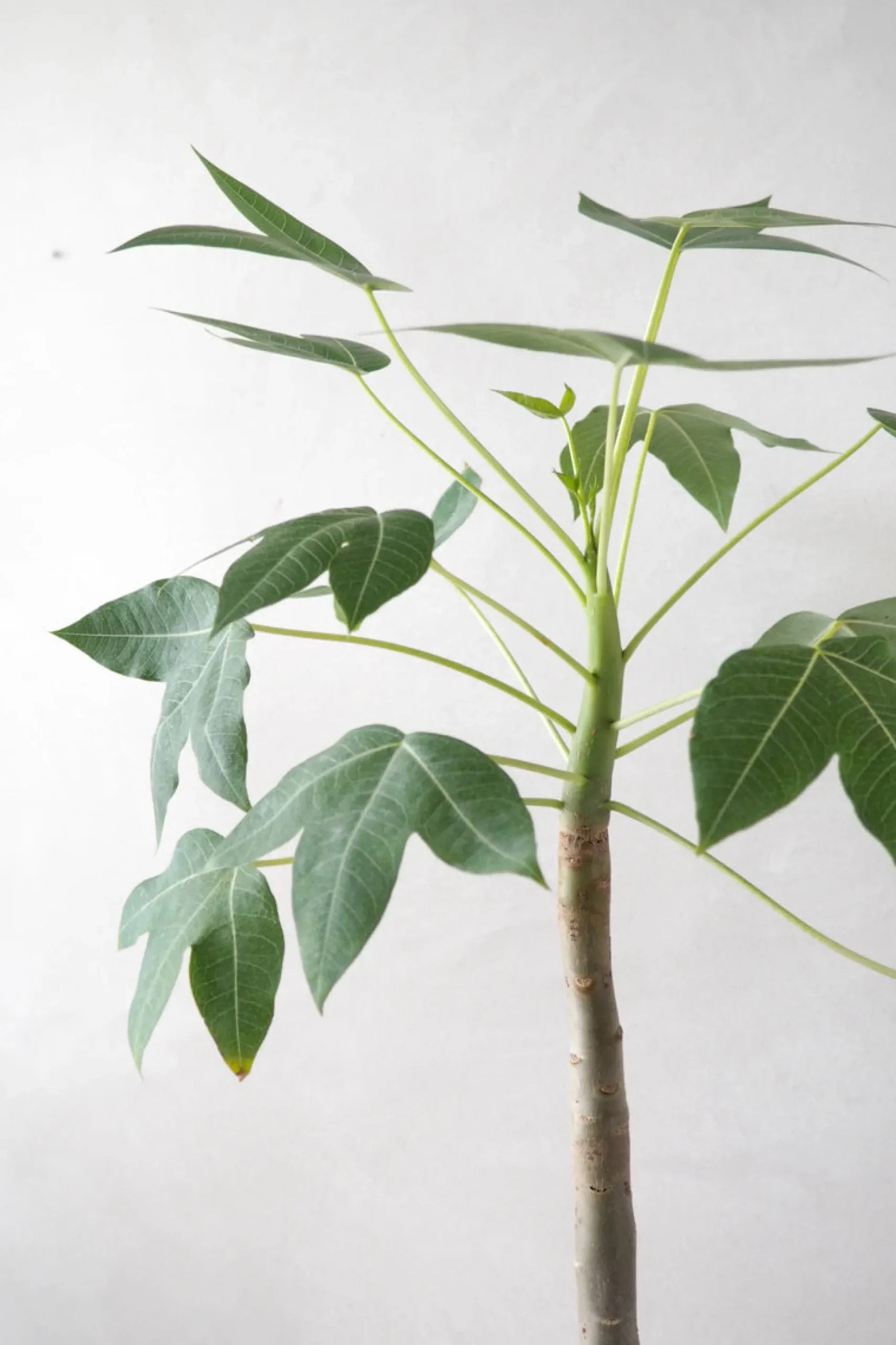 Jatropha Mahafalensis