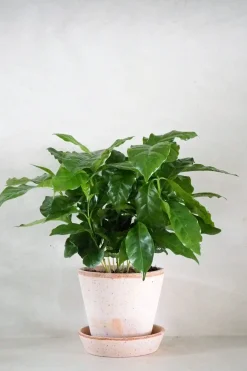 Kaffetræ - Coffee Arabica