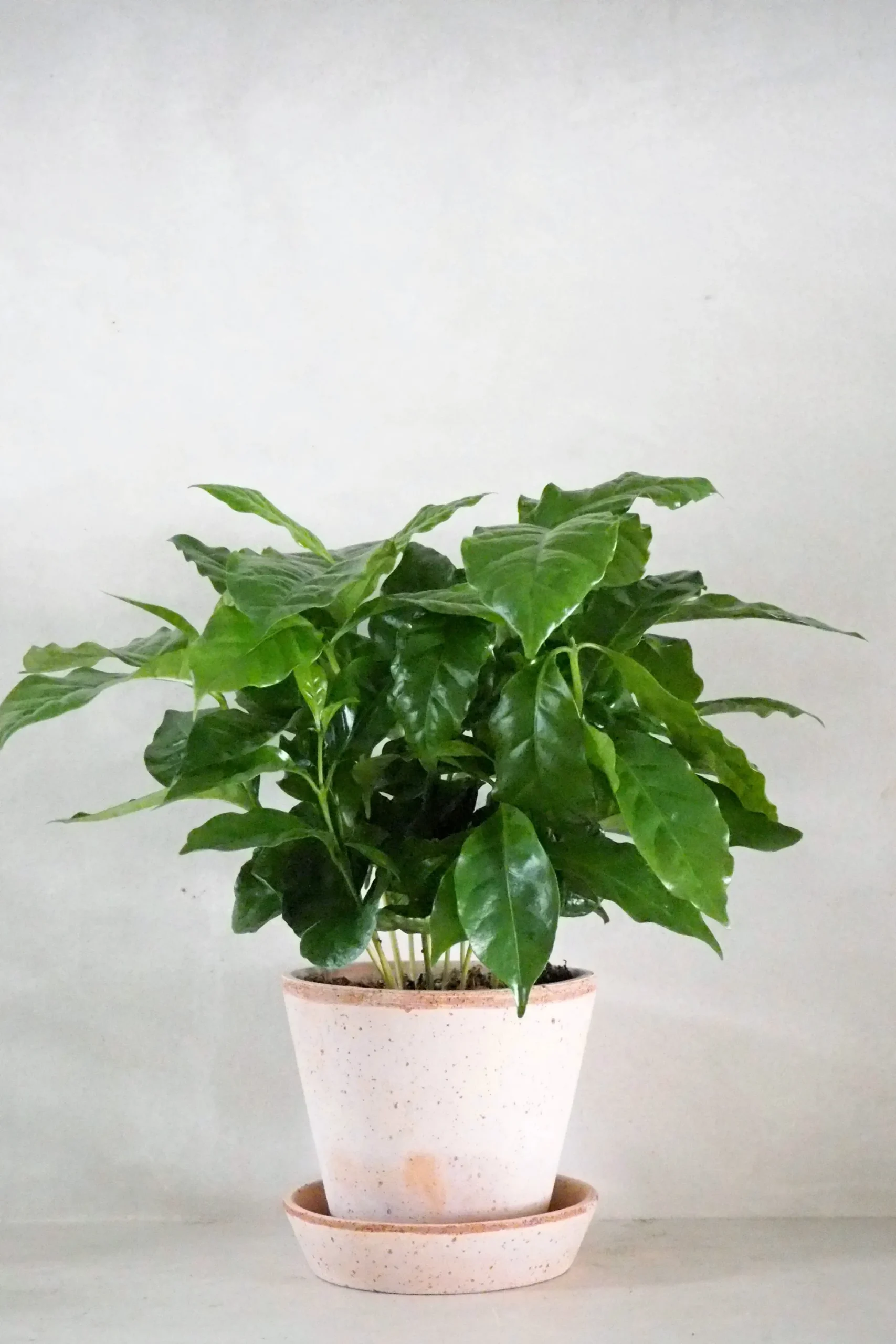 Kaffetræ - Coffee Arabica