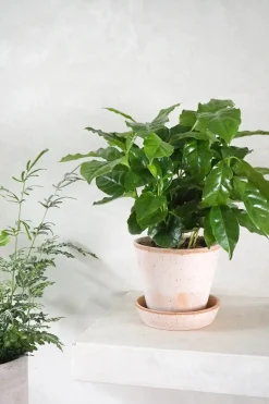 Kaffetræ - Coffee Arabica