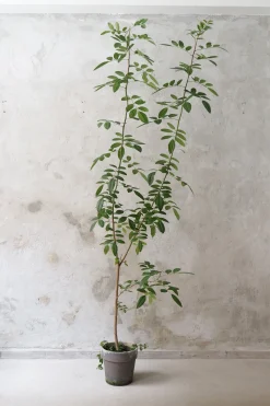 Klokketræ, unika, stor