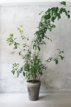 Klokketræ, unika, stor I