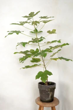 Kærlighedstræ (Fingerblad) medium