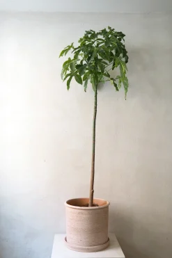 Kærlighedstræ (Fingerblad) stor