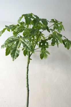 Kærlighedstræ (Fingerblad) stor