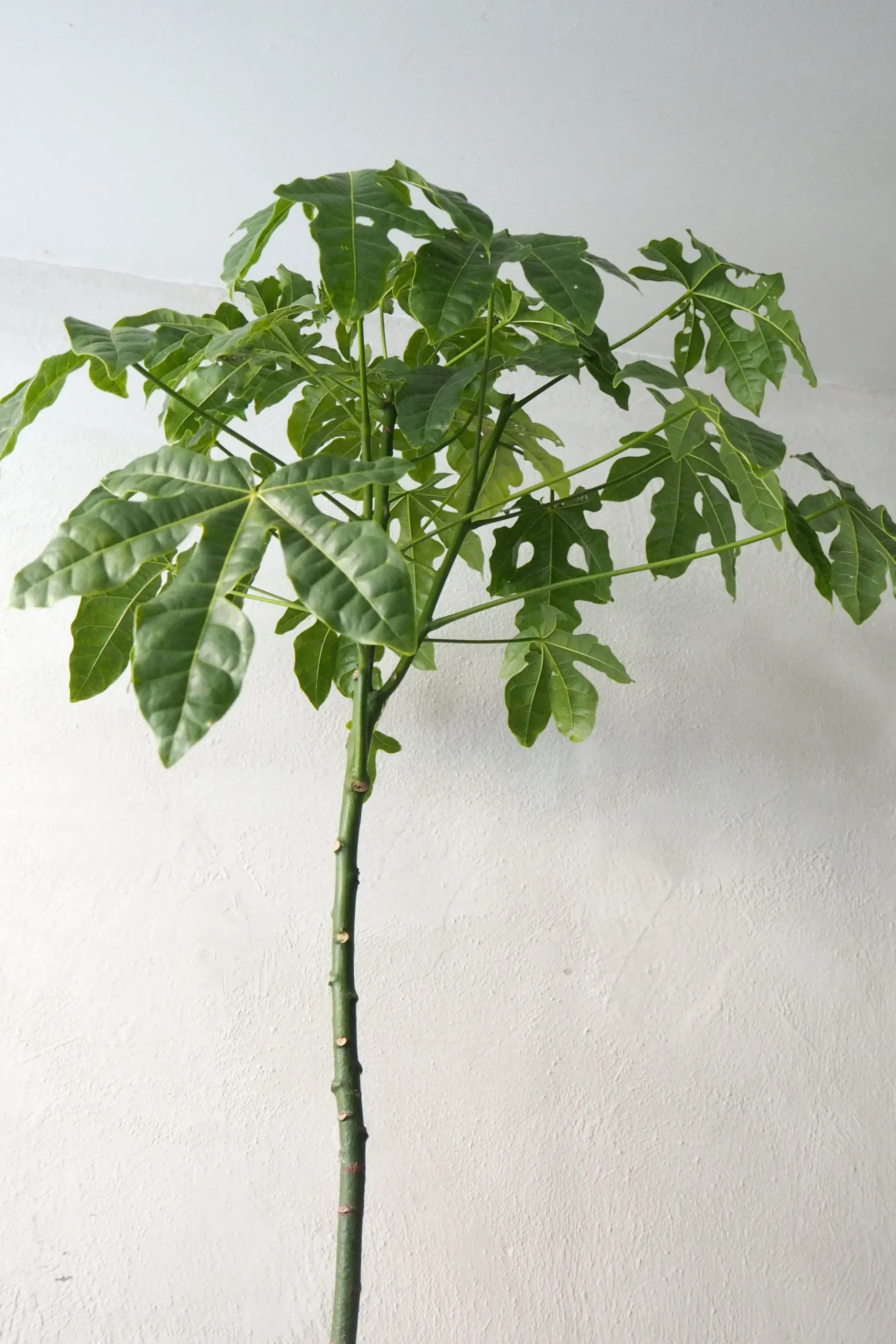 Kærlighedstræ (Fingerblad) stor