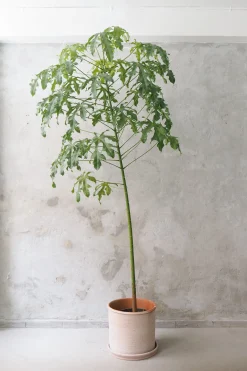 Kærlighedstræ (fingerblad) stor I