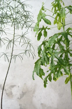 Kærlighedstræ (fingerblad) stor I