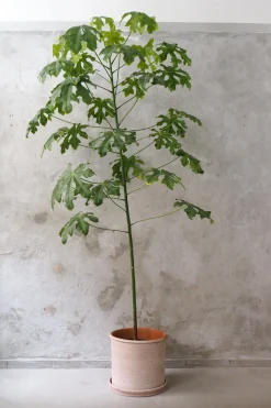 Kærlighedstræ (fingerblad) stor I