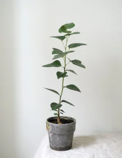 Kærlighedstræ (Hjerteblad)