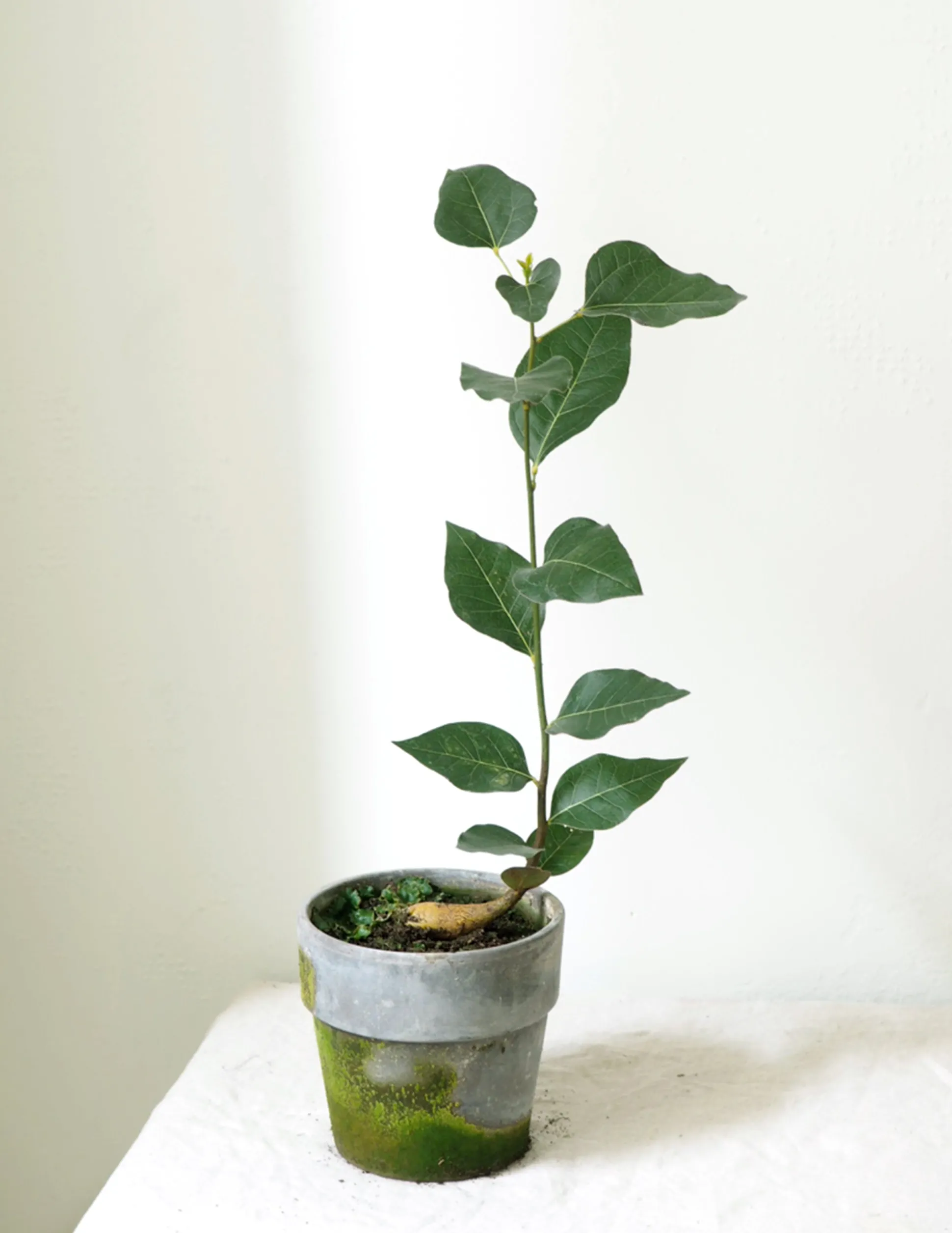 Kærlighedstræ (Hjerteblad)