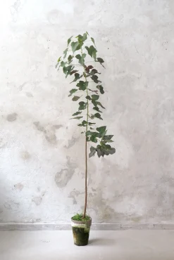 Kærlighedstræ (hjerteblad) stor