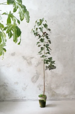 Kærlighedstræ (hjerteblad) stor