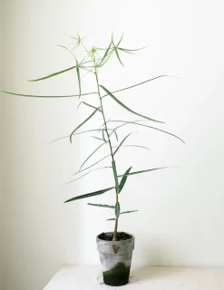 Kærlighedstræ (Stjerneblad)