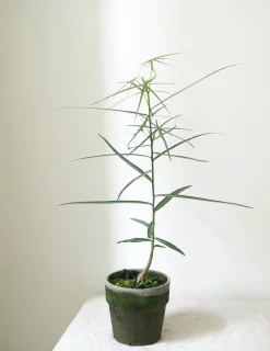 Kærlighedstræ (Stjerneblad)