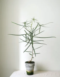 Kærlighedstræ (Stjerneblad)