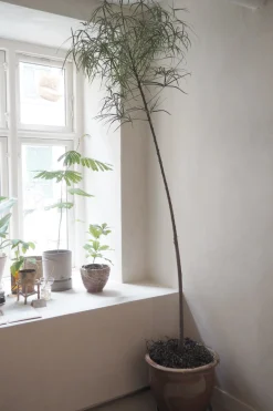 Kærlighedstræ (Stjerneblad) Stor