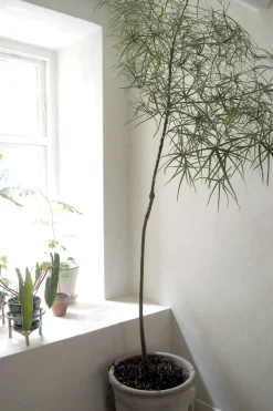 Kærlighedstræ (Stjerneblad) Stor