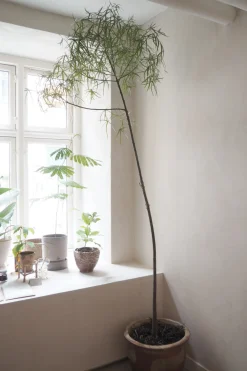 Kærlighedstræ (Stjerneblad) Stor