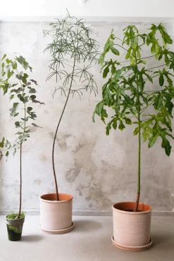 Kærlighedstræ (Stjerneblad) stor