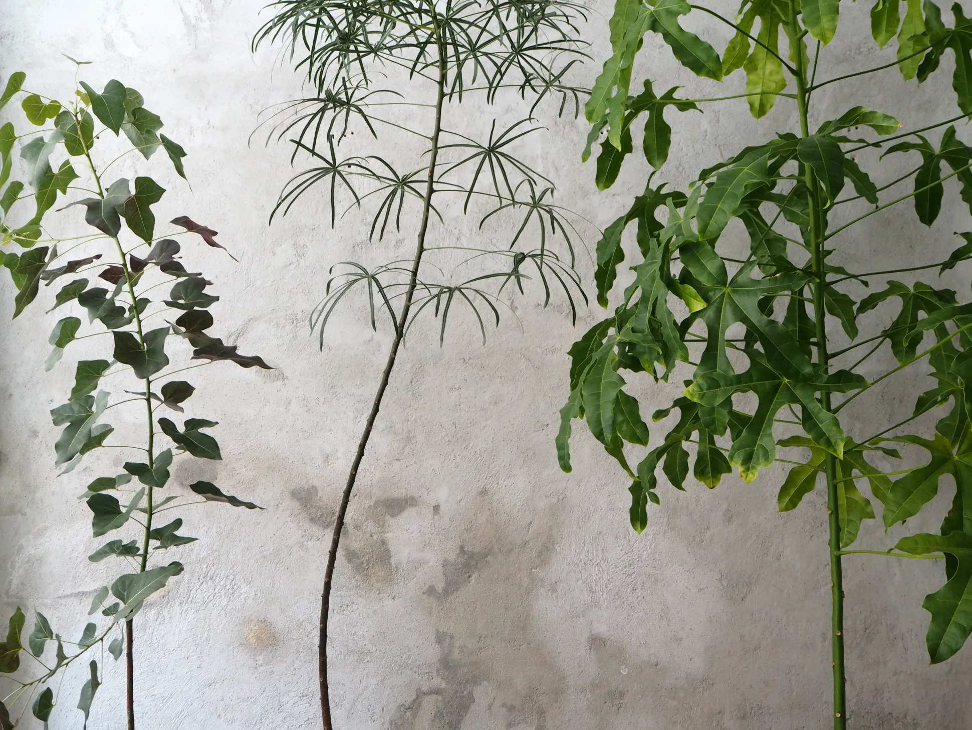 Kærlighedstræ (Stjerneblad) stor