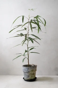 Kærlighedstræ (Trefod)