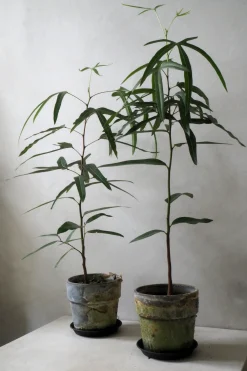 Kærlighedstræ (Trefod)