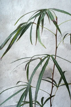 Kærlighedstræ (Trefod) medium