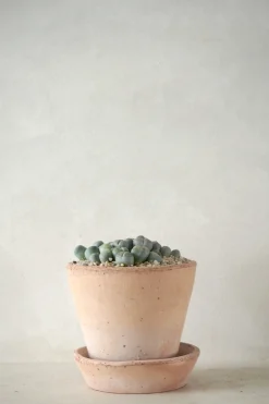 Levende Sten - lesliei