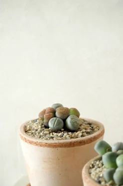 Levende Sten - lesliei