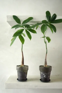 Lykkekastanje Japandi