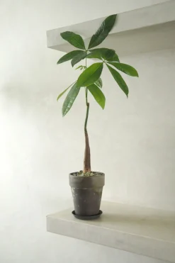 Lykkekastanje Japandi