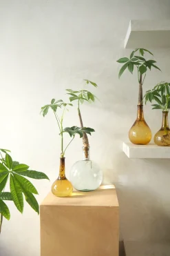 Lykkekastanje Japandi i glas, stor