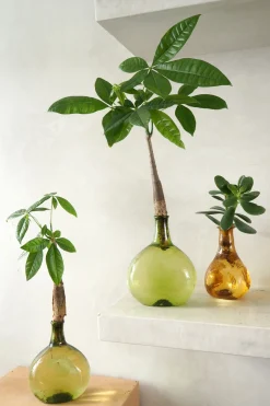 Lykkekastanje Japandi i glas, grøn