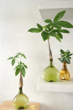 Lykkekastanje Japandi i glas, grøn