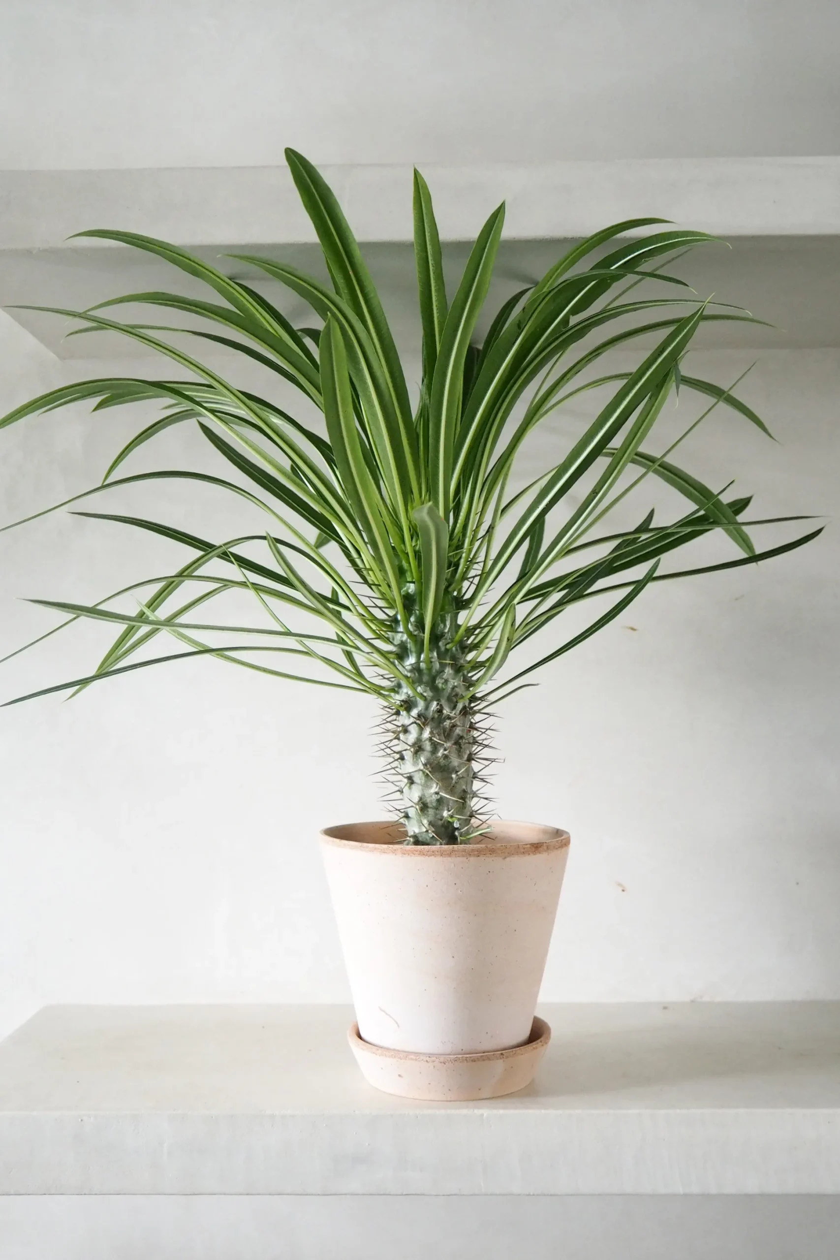 Madagaskar Palme, stor