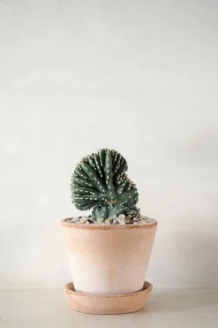 Marginatocereus Cristata