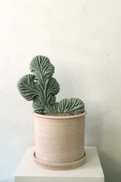 Marginatocereus Marginatus f. Crestata, Unika XL