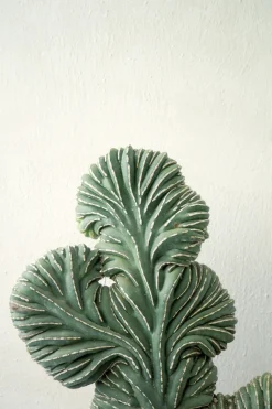 Marginatocereus Marginatus f. Crestata, Unika XL