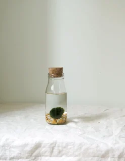Marimo Moskugle i flaske
