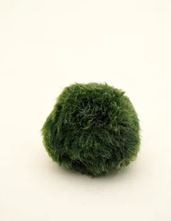 Marimo Moskugle i flaske