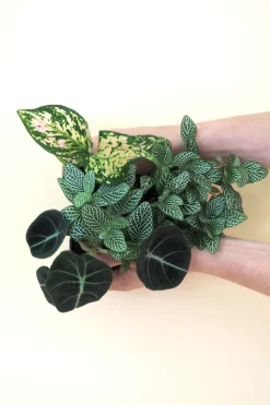Miniplanter
