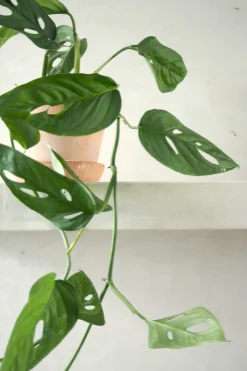 Monstera Acuminata