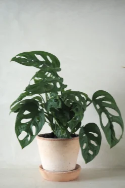 Monstera Adansonii