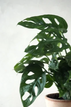 Monstera Adansonii