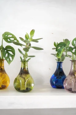 Monstera adansonii i vase, rosa