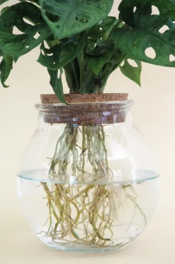 Monstera i glaskolbe